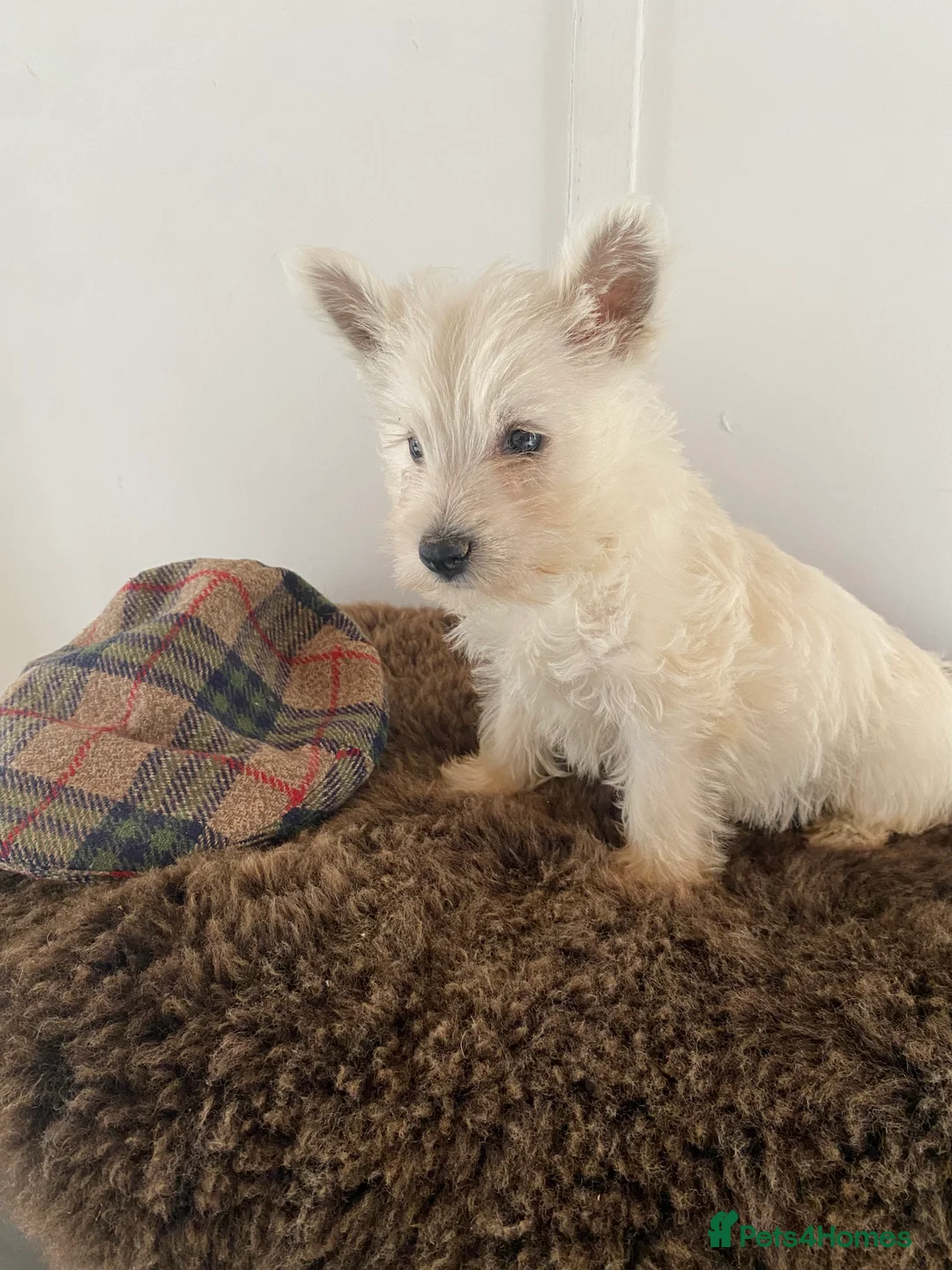 West Highland Terrier dogs for sale: West highland terrier  - Advert 3