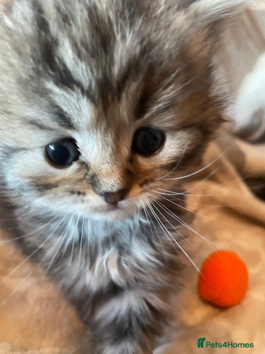 Siberian cats for sale: Ragdoll x Siberian  - Advert 6