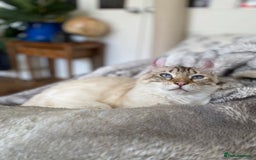 Keetso cats for sale: Stunning Blue-Eyed Keetso Cat for Sale - Image 3