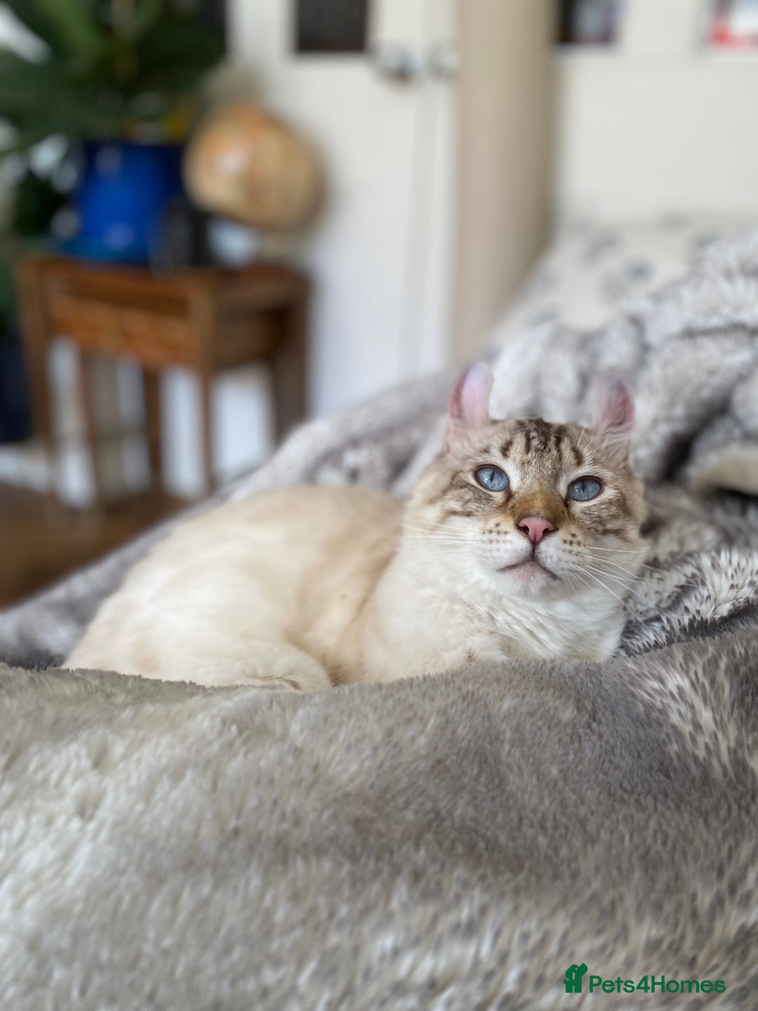 Keetso cats for sale: Stunning Blue-Eyed Keetso Cat for Sale - Image 3