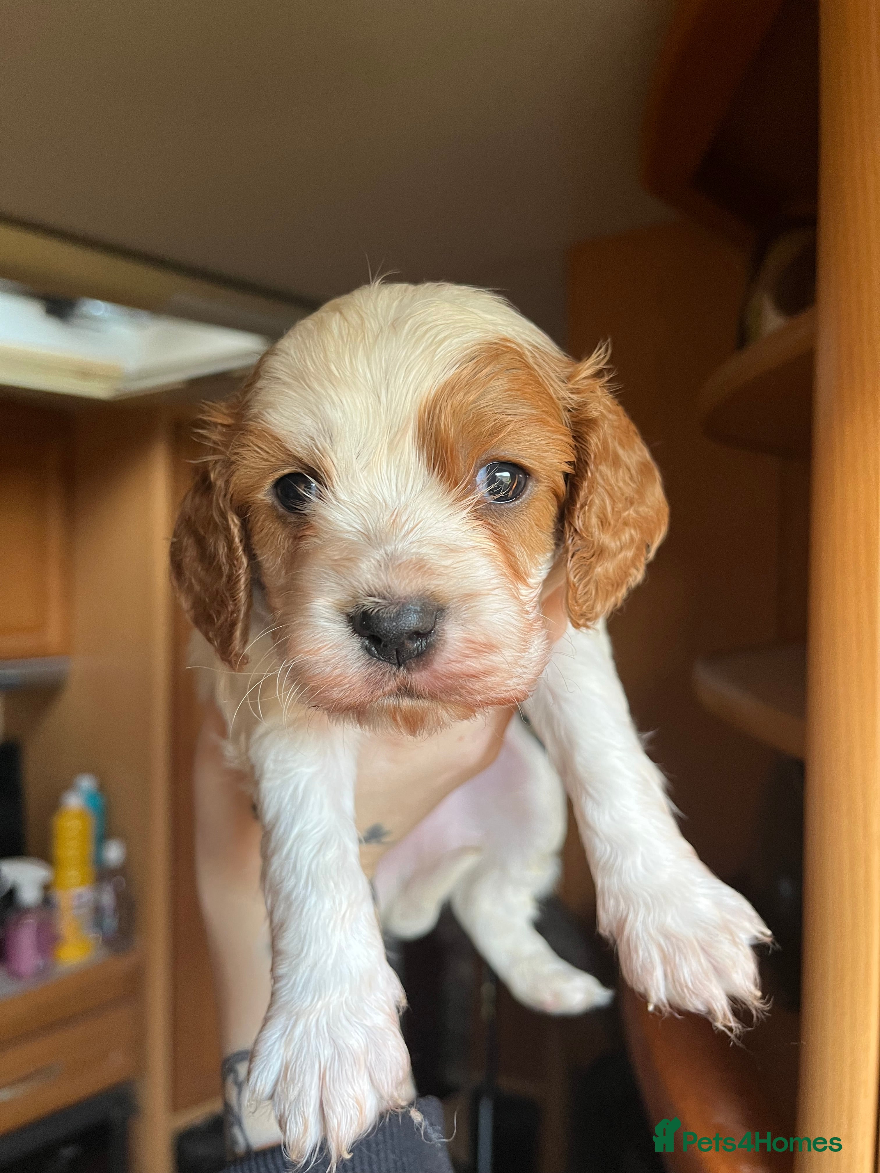 Cavapoo dogs *READY TO GO* beautiful cavapoo boy - Advert 3