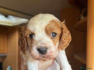 Cavapoo dogs *READY TO GO* beautiful cavapoo boy - Advert 13