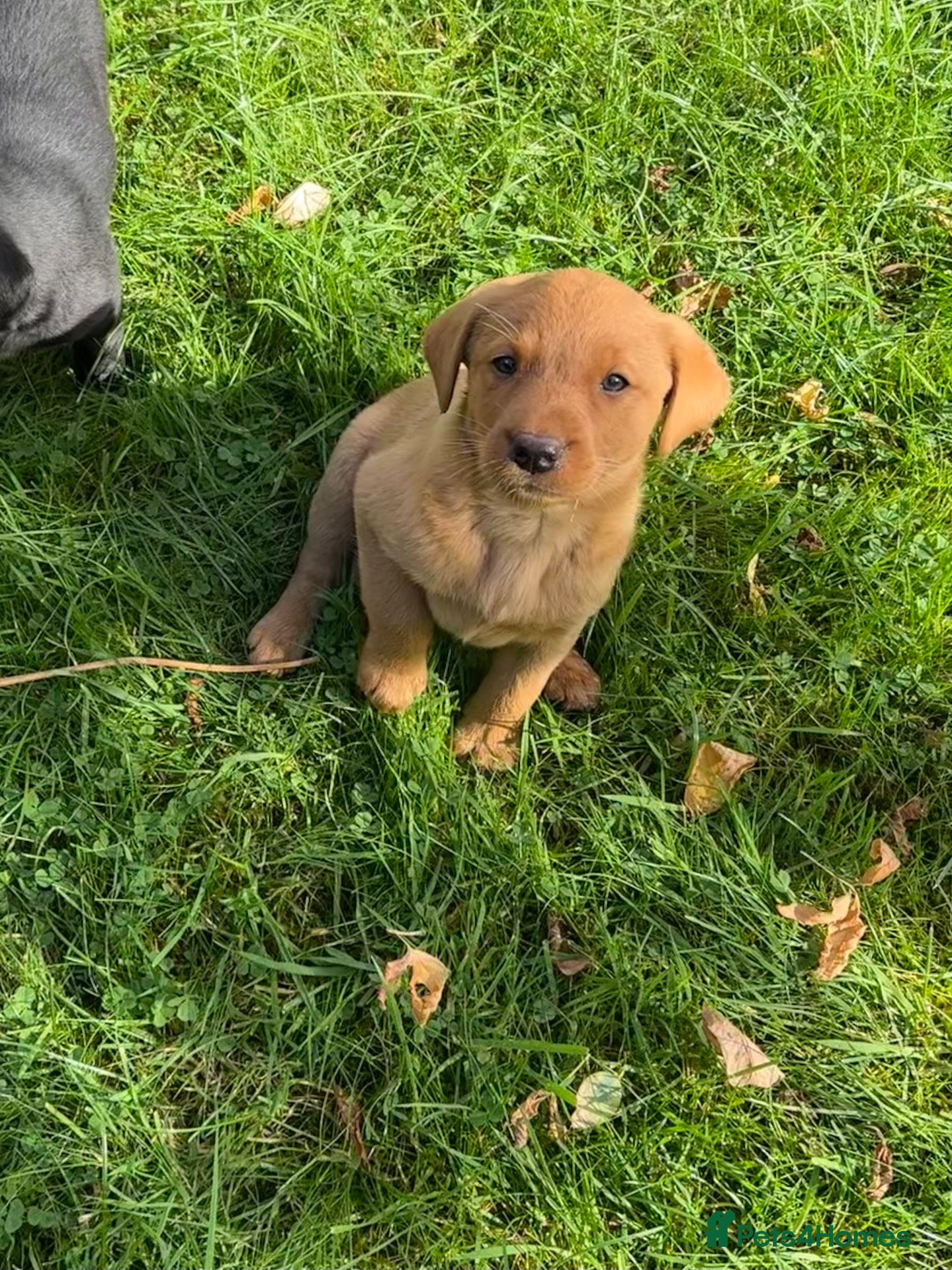 Labrador Retriever dogs Gorgeous Black, Fox Red & Golden Labrador Pups - Advert 1