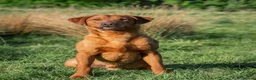 Labrador Retriever dogs for sale: Exceptional working Labrador puppies  - Advert 7