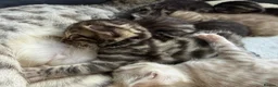 Bengal cats for sale: Bengal Kittens For Sale (6 Left) - Advert 23