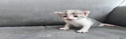 Mixed Breed cats for sale: 5 gorgeous kittens  in Westbury - Advert 6