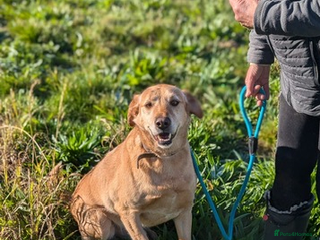 Labrador Retriever dogs in Wellingborough - Advert 11