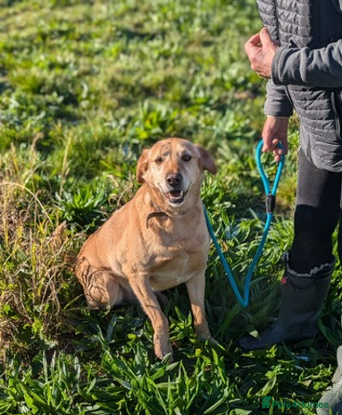 Labrador Retriever dogs in Wellingborough - Advert 1