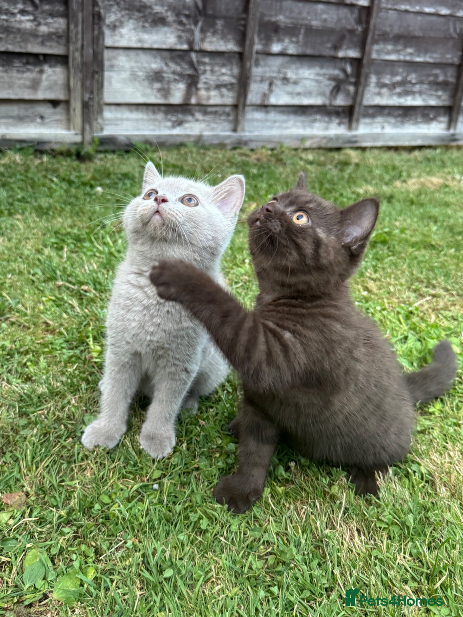 British Shorthair cats British shorthair kittens  - Advert 2