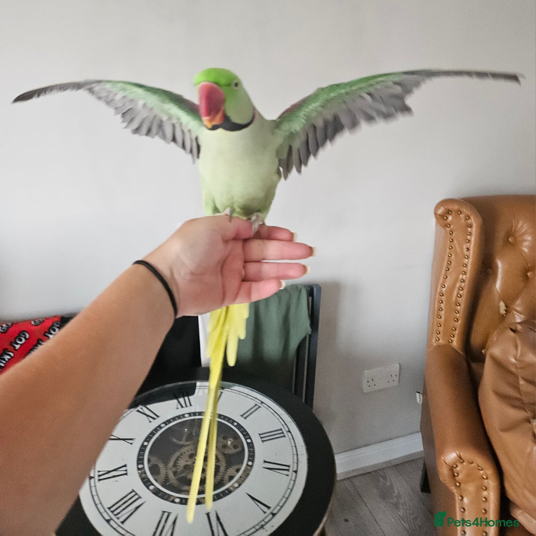 Parakeets birds for sale: Echo the alexandrine  - Image 6