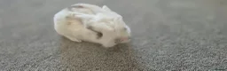 Mini Lop rabbits for sale: Gorgeous Mini Lop Baby Bunnies  - Advert 25