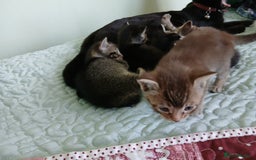 Oriental cats for sale: 4 girls 1 boy - Image 15