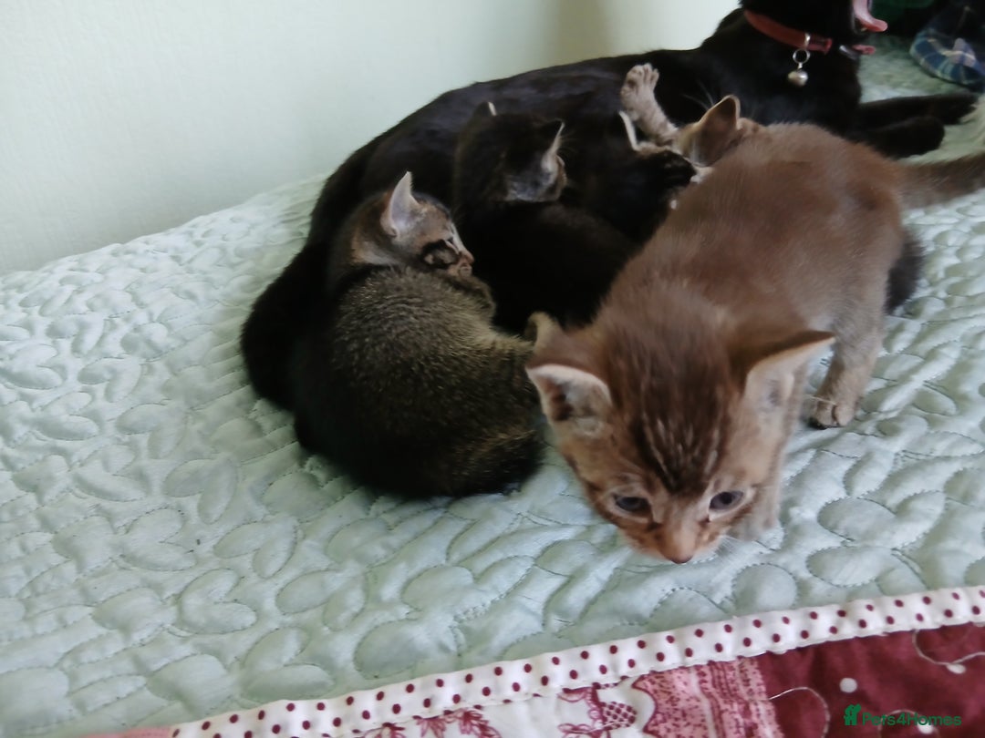 Oriental cats for sale: 4 girls 1 boy - Image 15