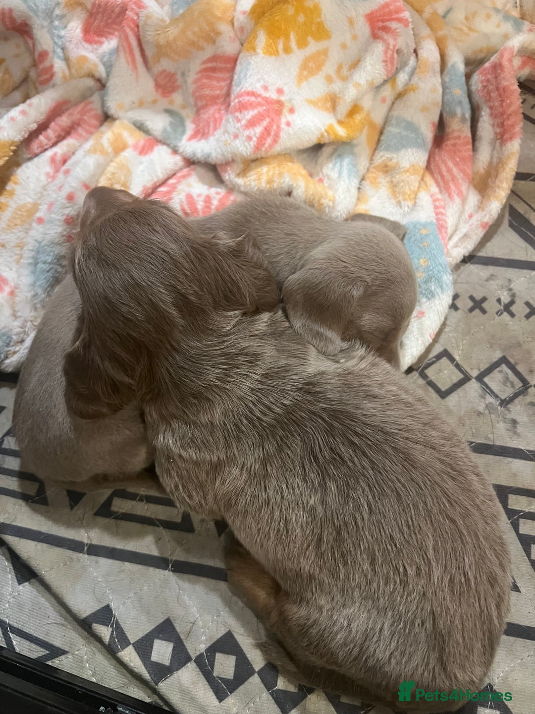 Miniature Dachshund dogs for sale: Isabella and tan miniature dachshund  - Image 11