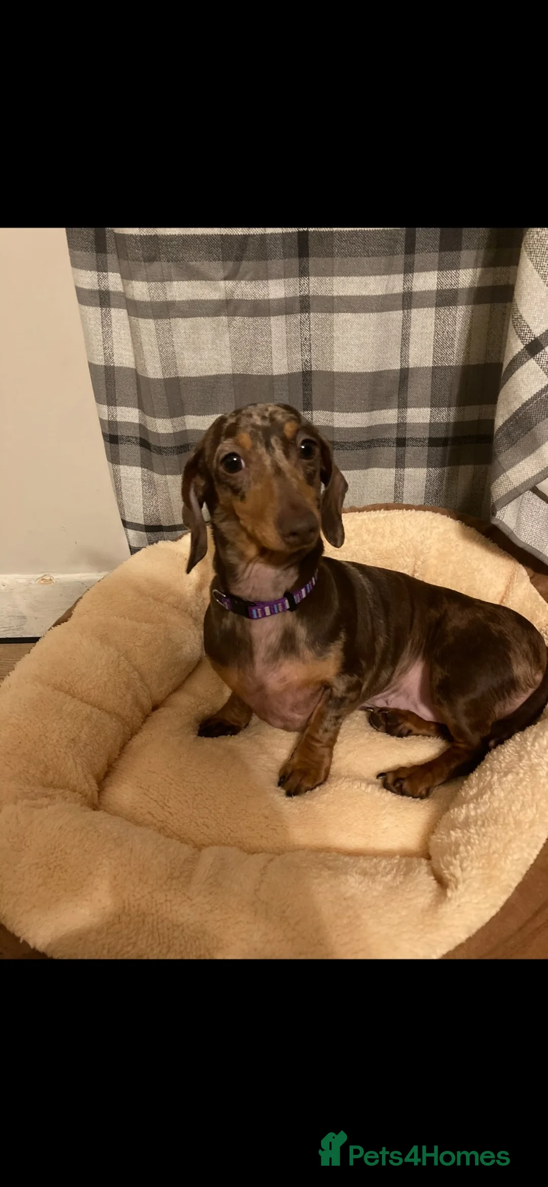 Miniature Dachshund dogs for sale: Pedigree miniature dachshund girl - Advert 1