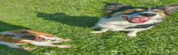 Border Collie dogs for sale: Border Collie - Advert 19