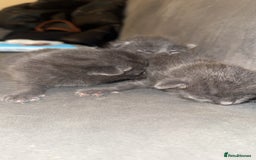 Russian Blue cats for sale: 3 Russian/tabby mix  - Image 5