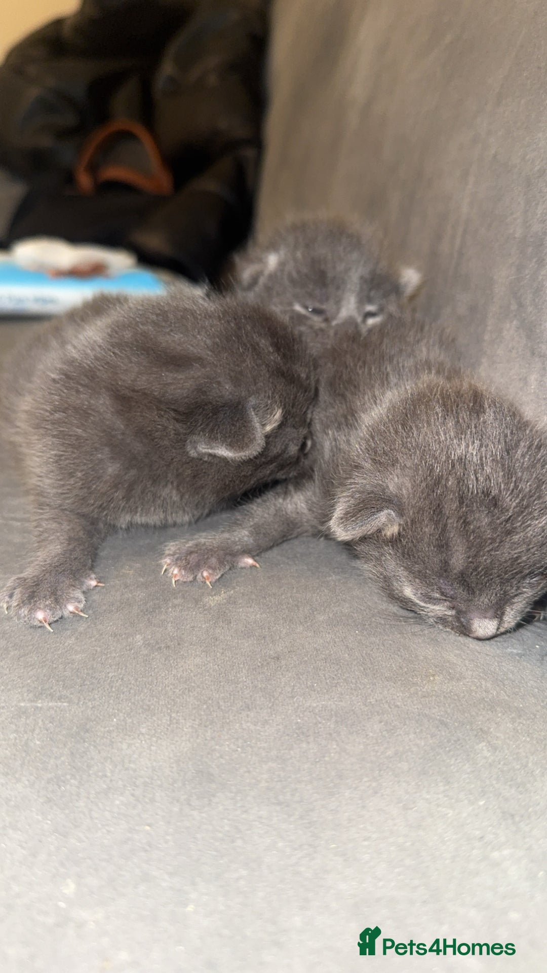 Russian Blue cats for sale: 3 Russian/tabby mix  - Image 5