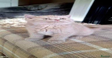 British Shorthair cats in Swadlincote - Advert 6