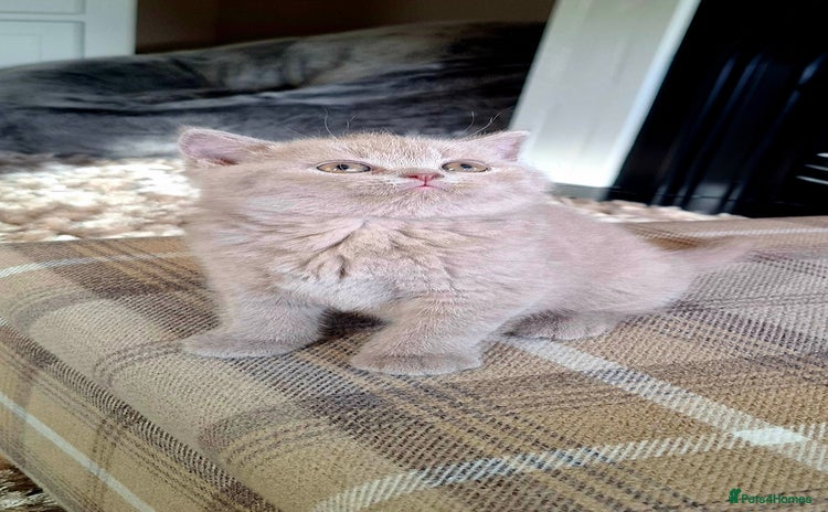 British Shorthair cats in Swadlincote - Advert 11