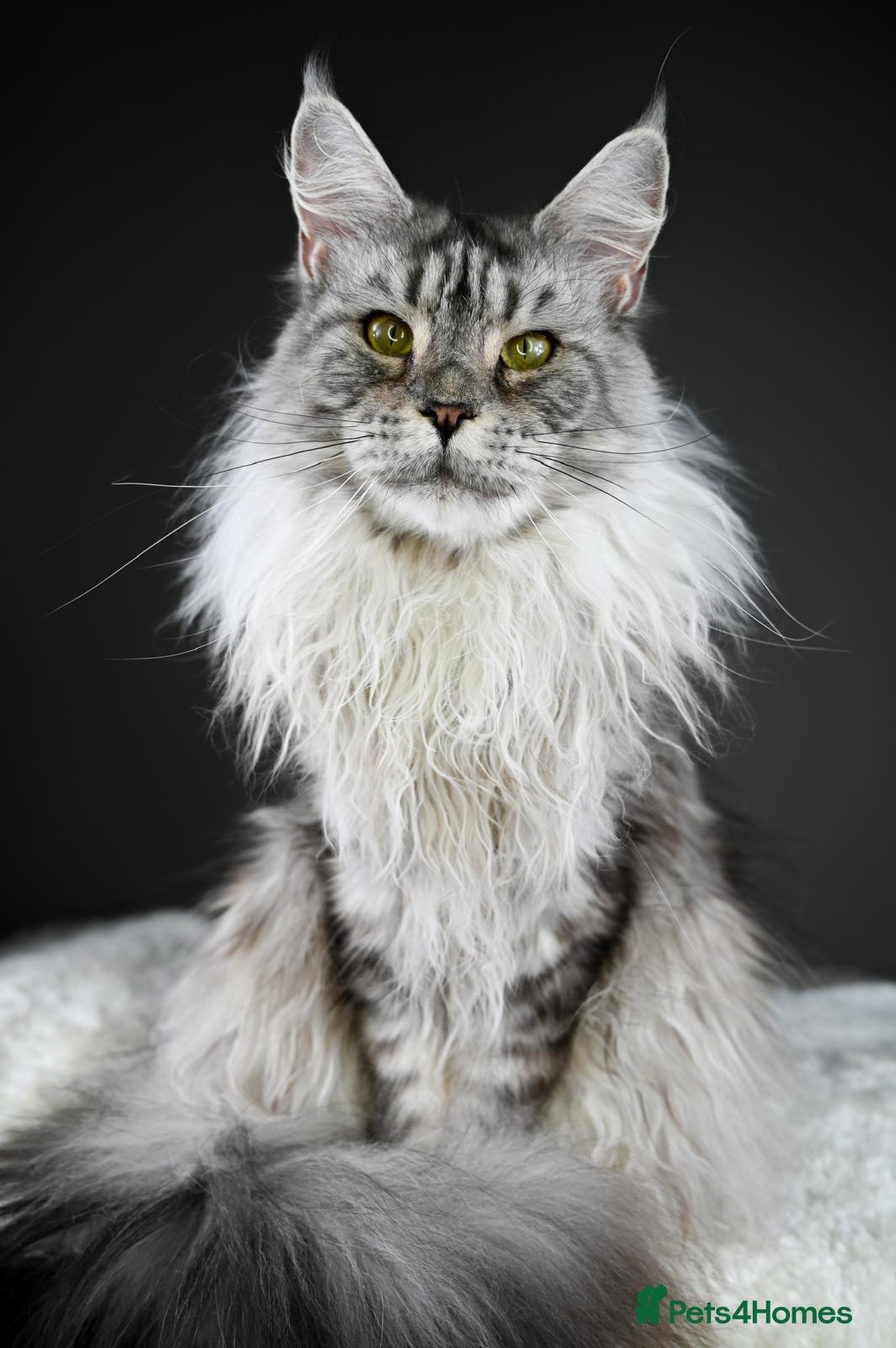 Maine Coon cats Violet - Stunning High Silver Smoke  - Advert 1