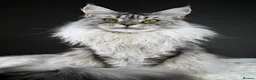 Maine Coon cats for sale: Violet - Stunning High Silver Smoke  - Advert 1