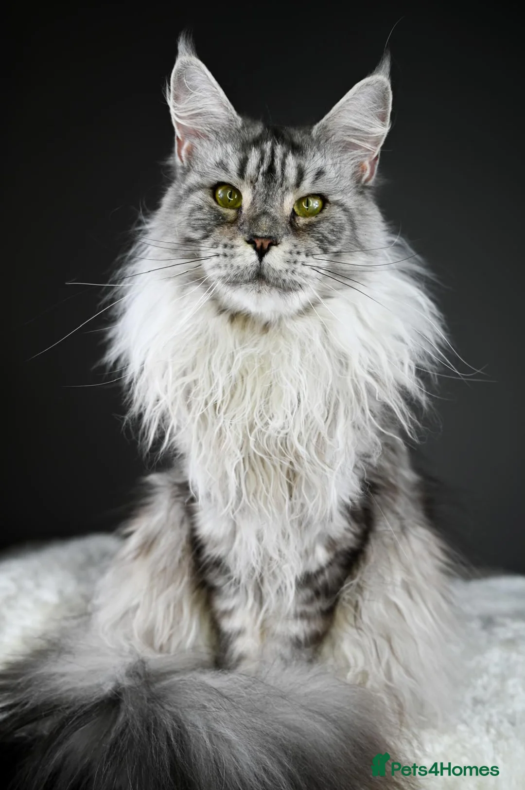 Maine Coon cats for sale: Violet - Stunning High Silver Smoke  - Advert 1