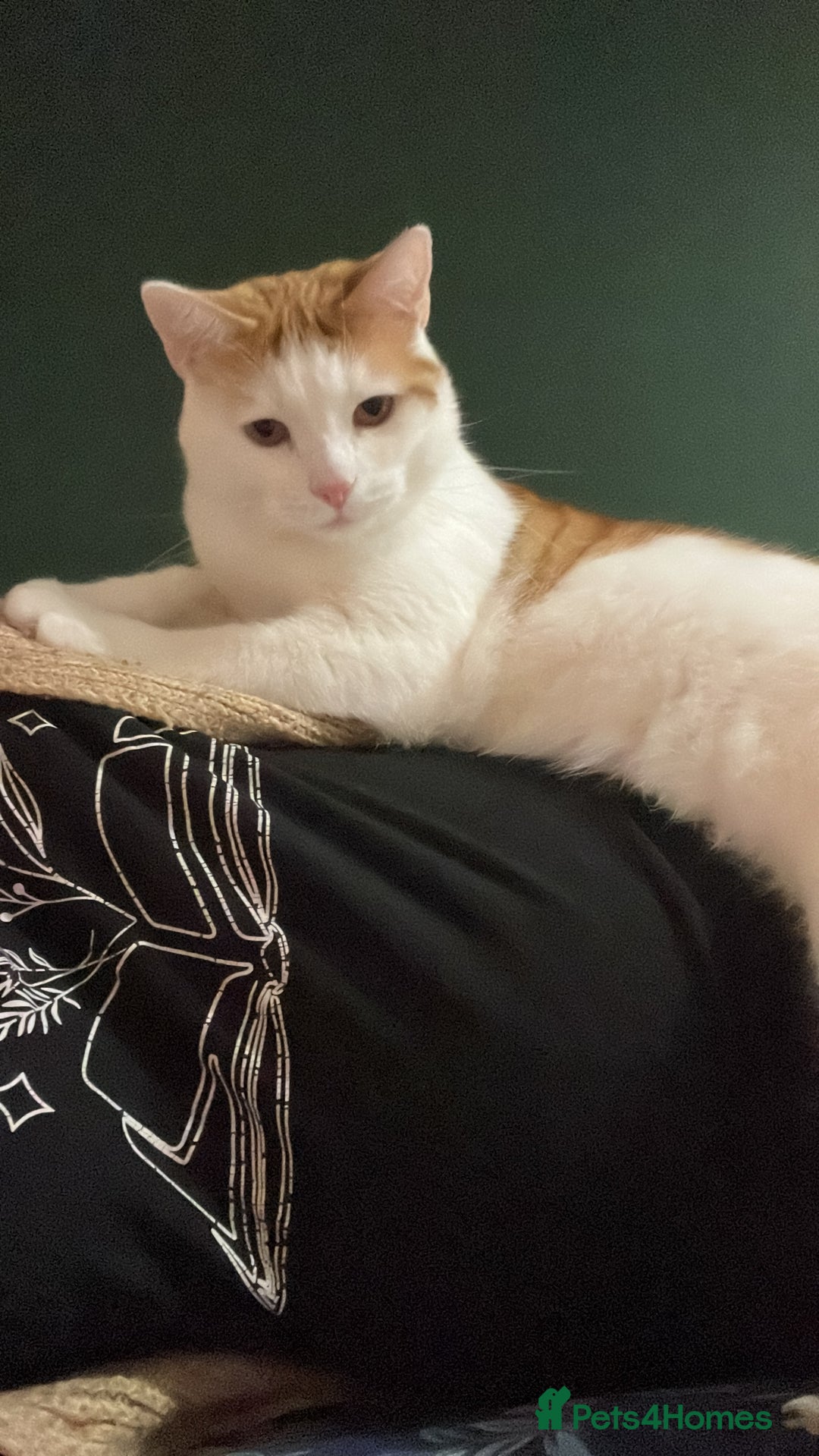 Domestic Shorthair cats for sale: 2 year old male cat for sale - Image 2