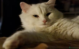 British Longhair cats for sale: Looking for a new home - Image 2