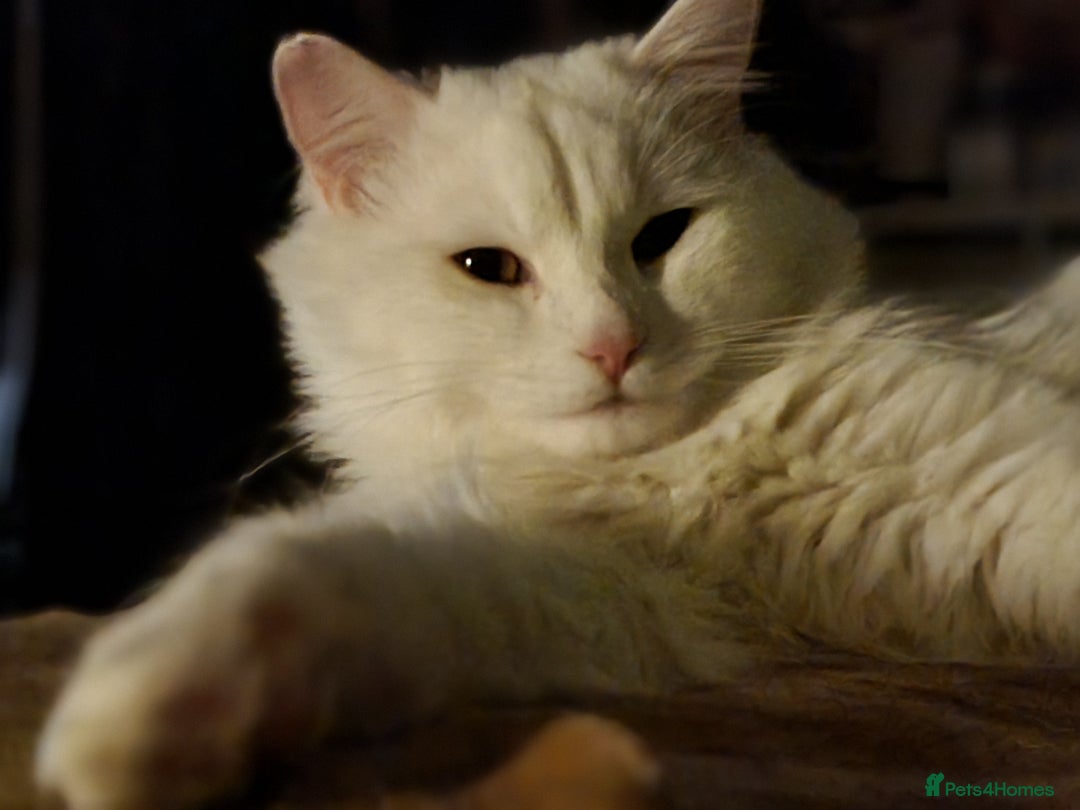 British Longhair cats for sale: Looking for a new home - Image 2