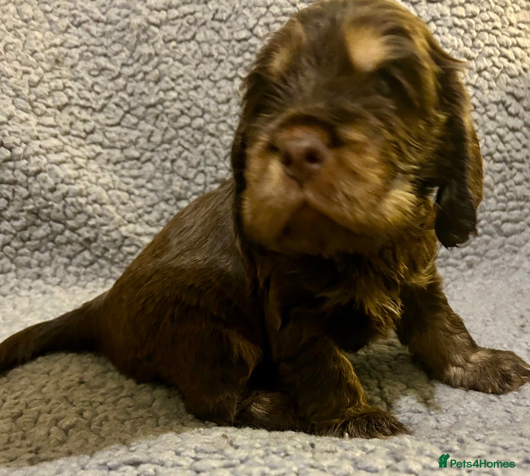 Cocker Spaniel dogs for sale: Beautiful KC English Show Cocker pups. - Advert 10