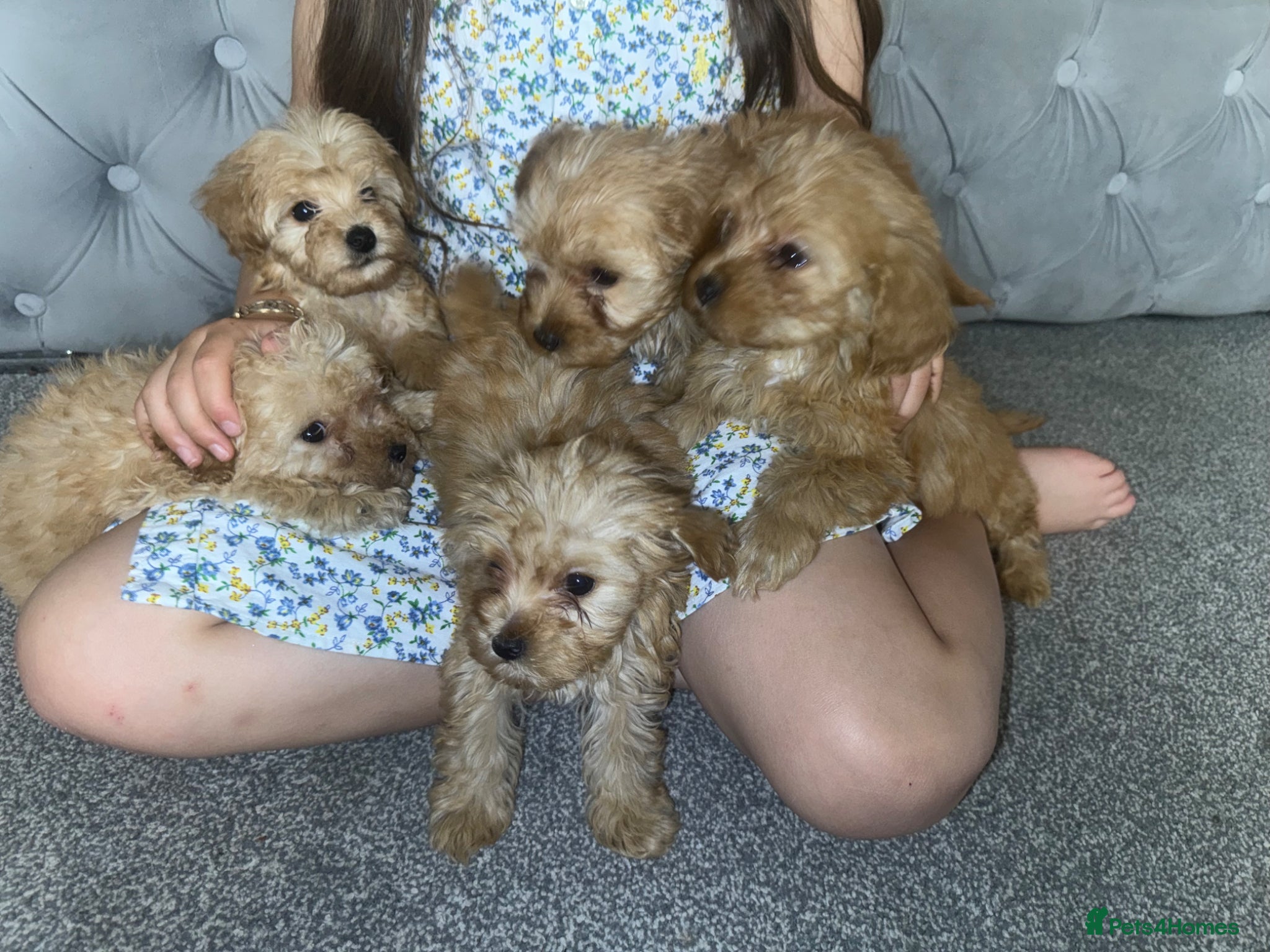 Maltipoo dogs Multipoo  - Advert 14