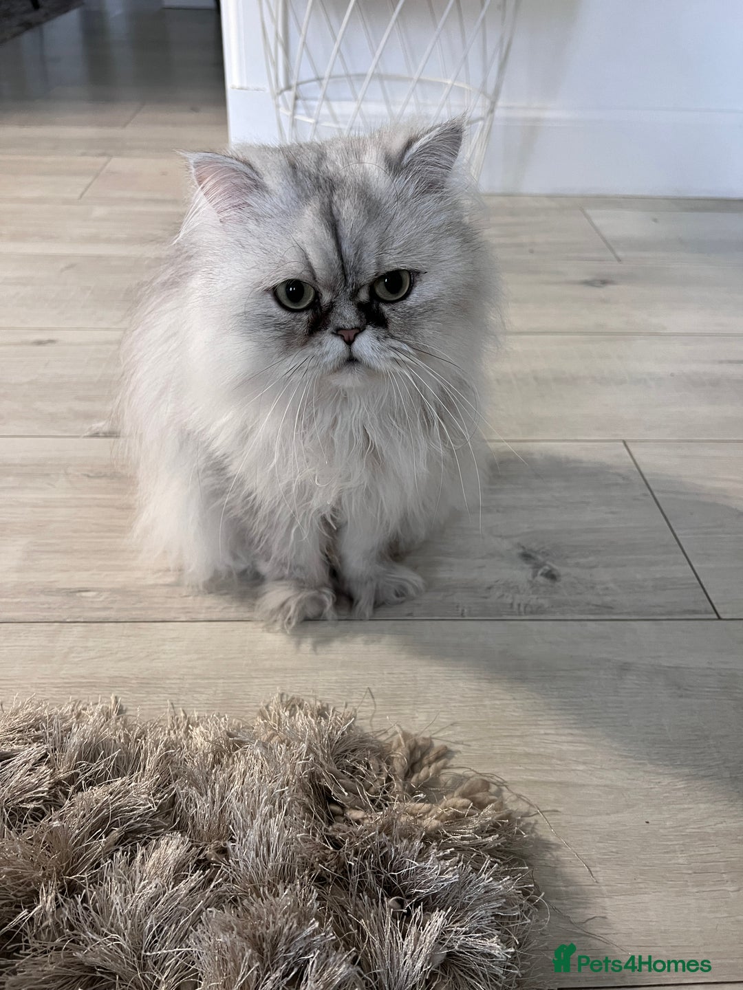 Persian cats for sale: Persian chinchilla cats - Advert 13