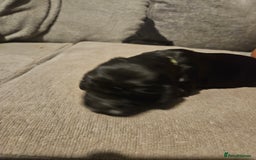 Cocker Spaniel dogs for sale: Beautiful cocker spaniel pups - Image 1
