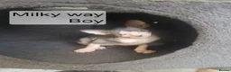 Sphynx cats for sale: Tica quality canadian sphynx kittens - Advert 3
