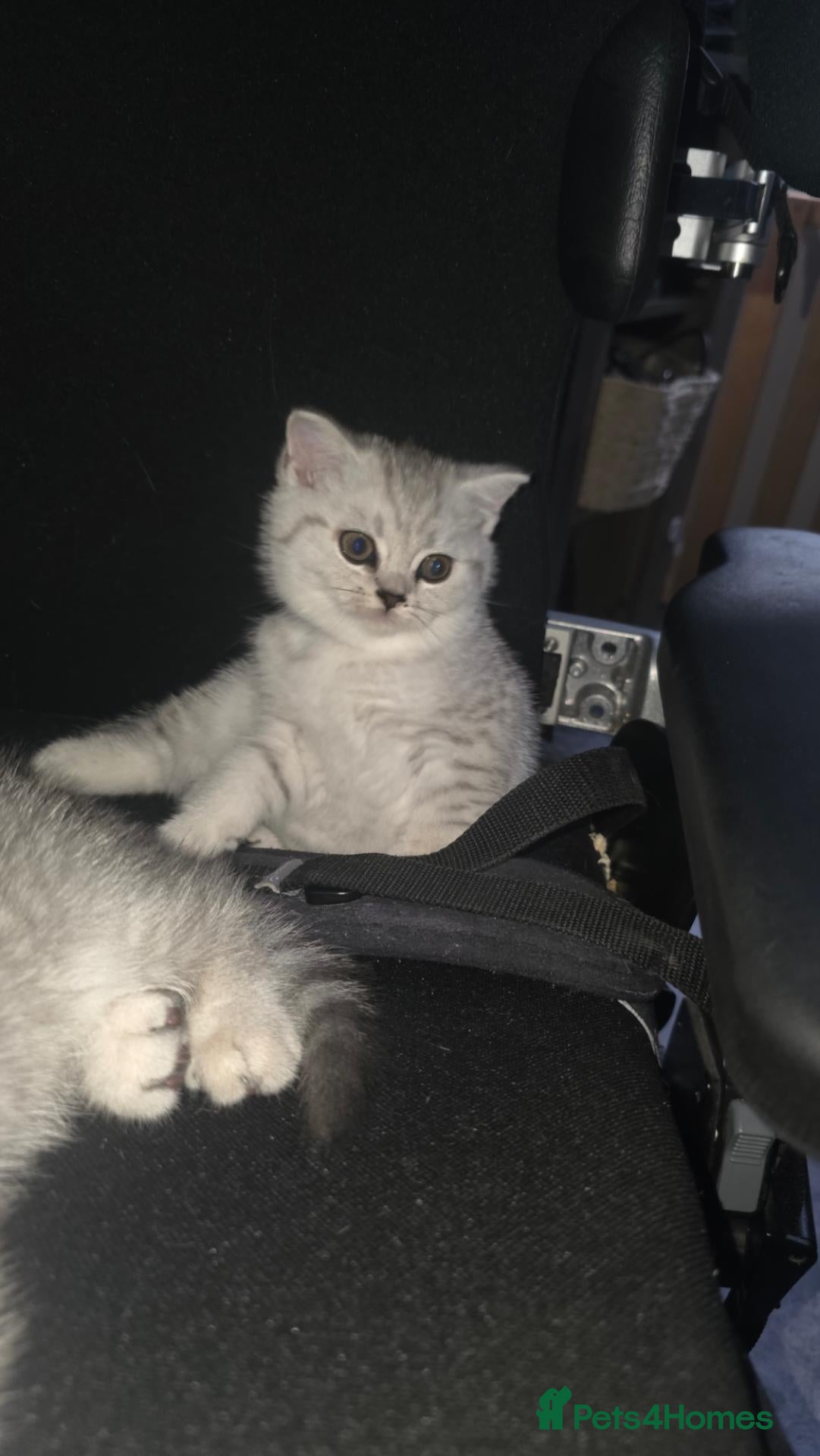 Scottish Fold cats Kitten 🐈🐈  - Advert 2