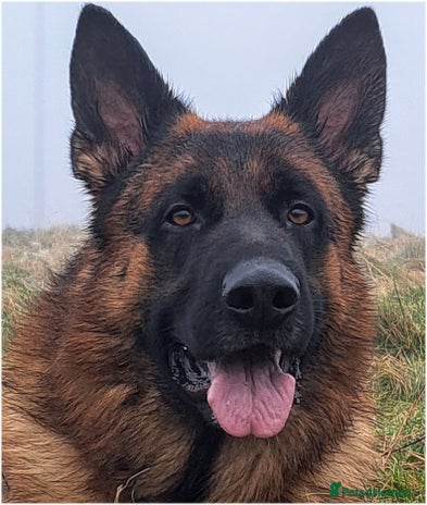 German Shepherd dogs in Caernarfon - Advert 1