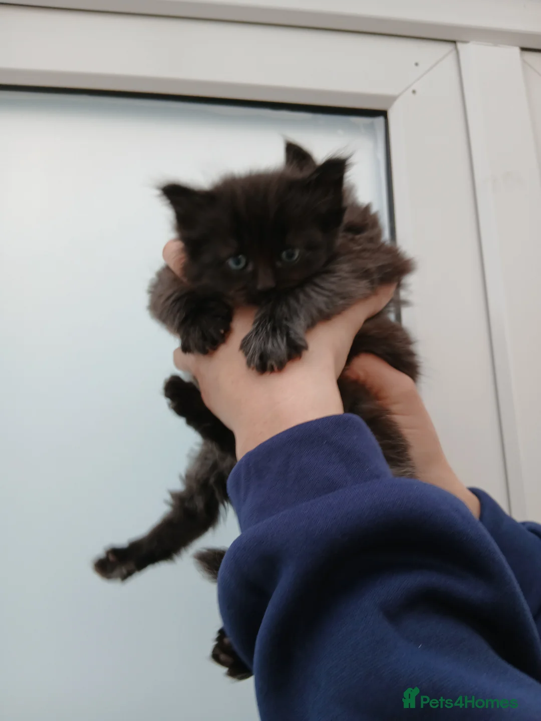 Maine Coon cats for sale: Maine coon xxx  - Advert 4