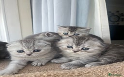 Scottish Fold cats for sale: Adorable Scottish Fold Kittens  - Image 29