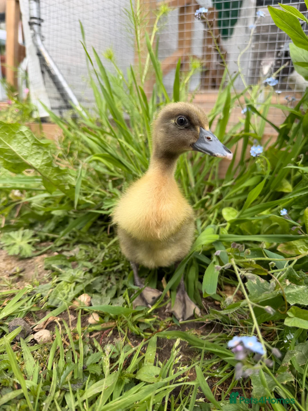 Ducks poultry for sale: 5 Indian Runner Ducklings  - Advert 2