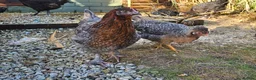 Chickens poultry for sale: Seramas and large fowl - Advert 7