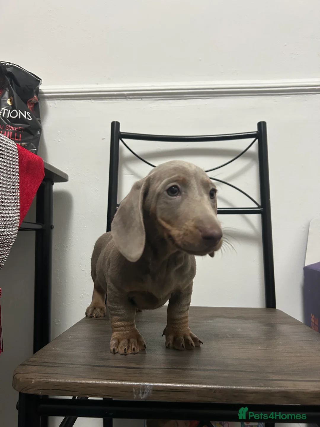 Miniature Dachshund dogs for sale: ❤️❤️Last Male Miniature Dachshunds❤️❤️ - Advert 2