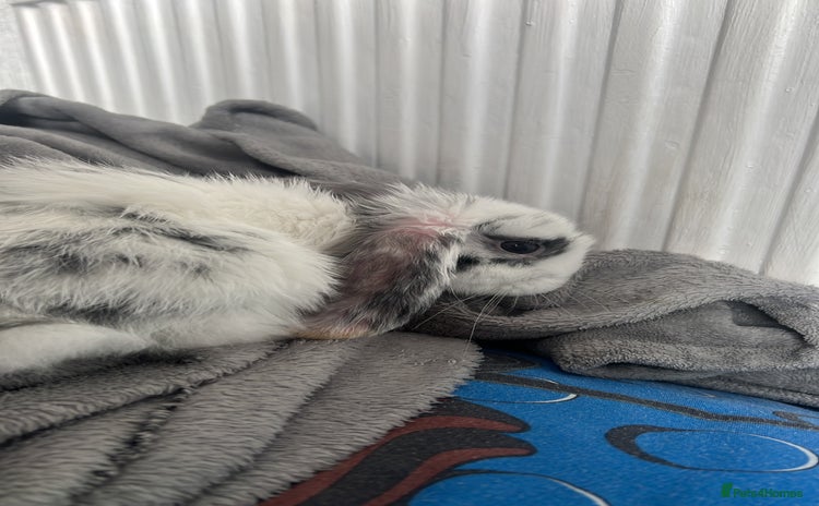 Dwarf Lop rabbits - Advert 4