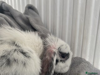 Dwarf Lop rabbits - Advert 28