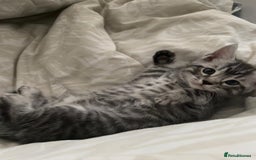 Bengal cats for sale: Half Bengal Kittens - Image 17