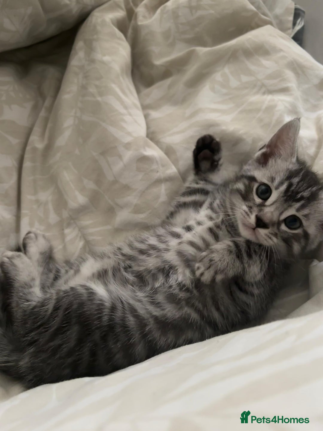 Bengal cats for sale: Half Bengal Kittens - Image 17