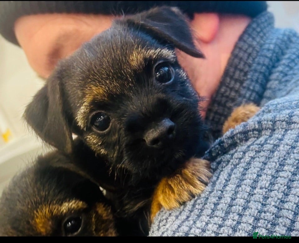Border Terrier dogs Kc registered Border Terrier puppies - Advert 7