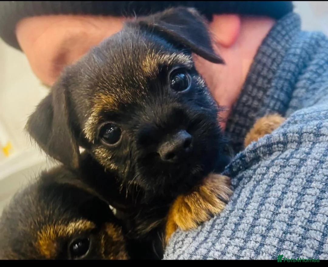 Border Terrier dogs for sale: Border terrier puppies - Advert 1