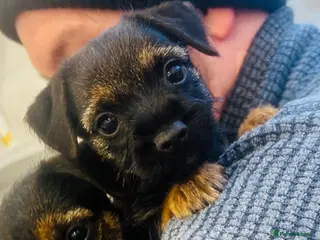Border Terrier dogs Kc registered Border Terrier puppies - Advert 7