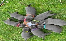Staffordshire Bull Terrier dogs for sale: Blue Staffordshire Bull Terrier Puppies - Image 1